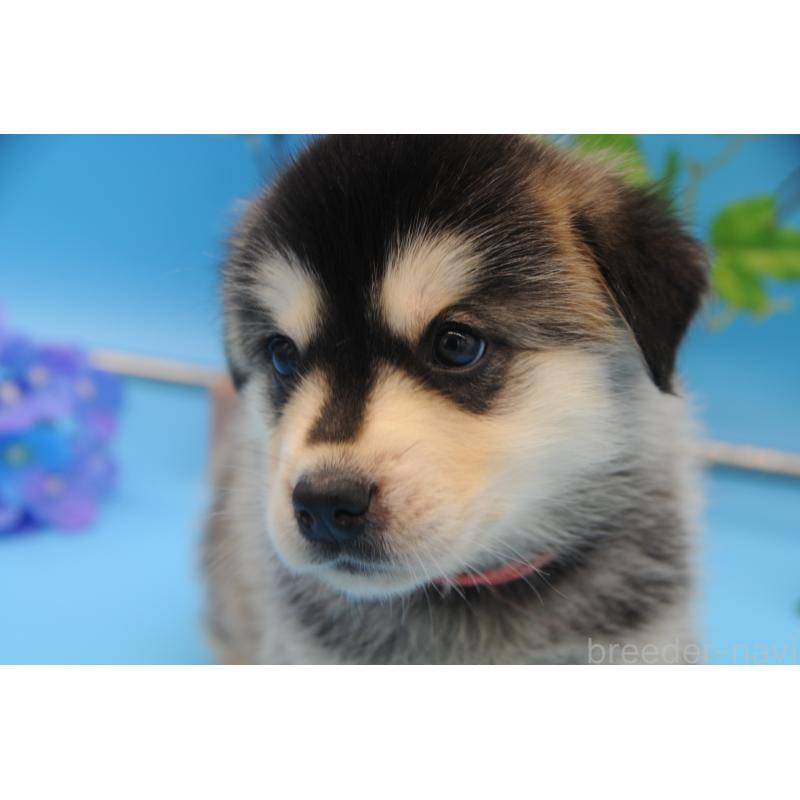 販売中の岡山県のミックス犬-399891の3枚目
